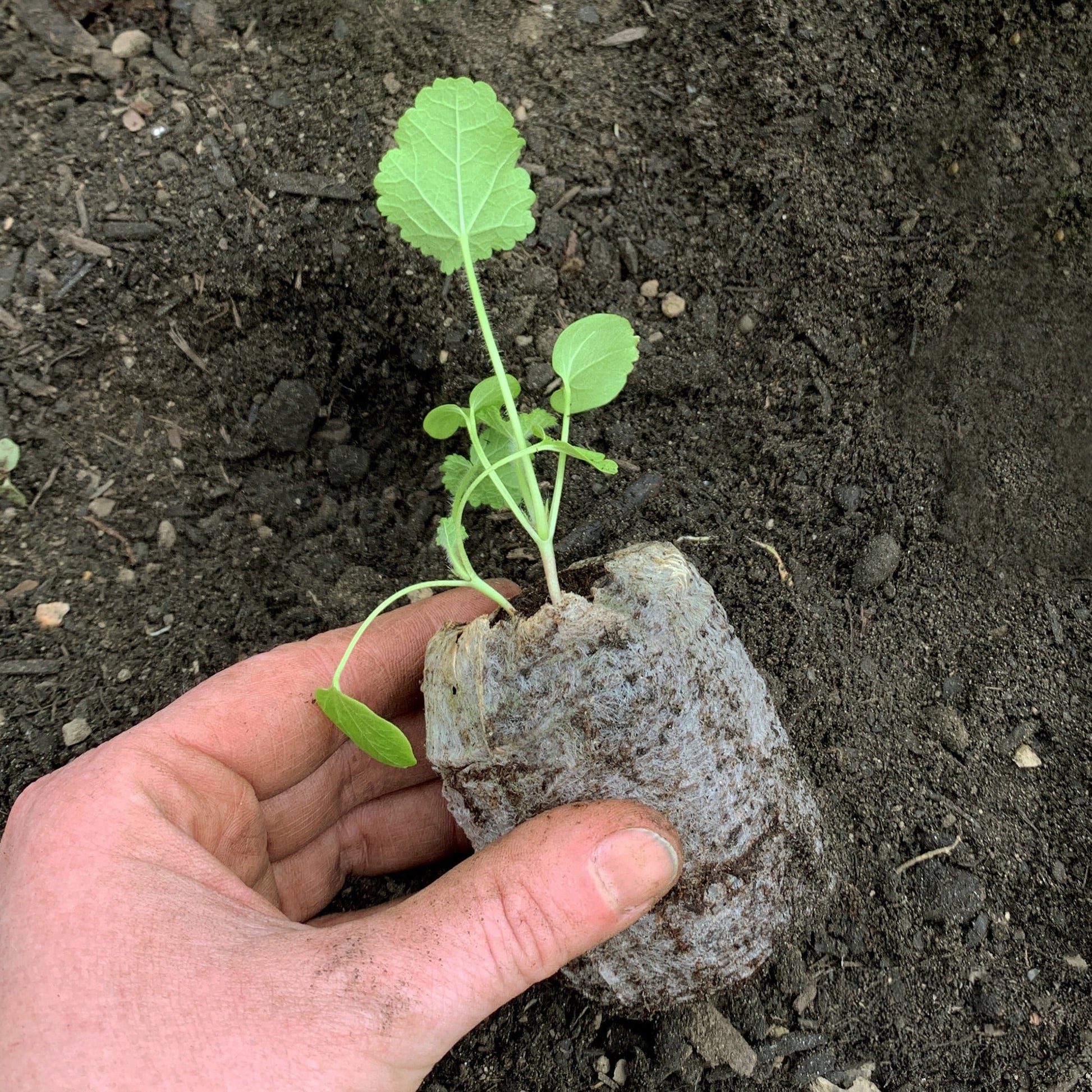 16 Cell Tomato & Vegetable Seed Starting Greenhouse with 50Mm Peat Pellets