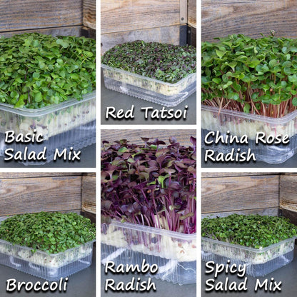 Self Watering Indoor Microgreens Kit - Hydroponic Microgreens Growing Kit for Vegetable Seeds & Herb Seeds - Broccoli, Rambo Radish, Red Tatsoi, China Rose Radish, Spicy Salad Mix, Basic Salad Mix