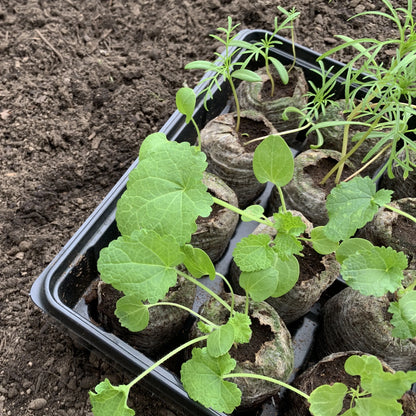 16 Cell Tomato & Vegetable Seed Starting Greenhouse with 50Mm Peat Pellets